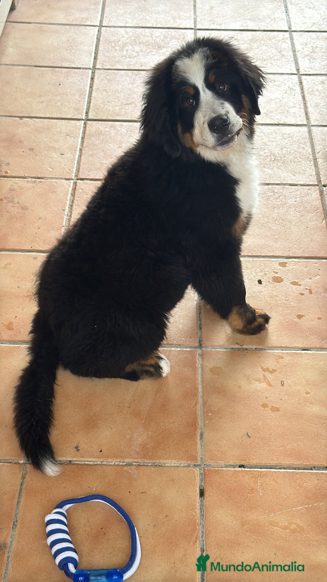 Boyero de Berna perros en venta: BOYERO DE BERNA BOYERO DE BERNA - Imagen 1