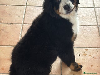 Boyero de Berna perros - Anuncio 1