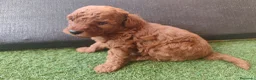 Caniche Toy perros en venta: Espectacular macho rojo en Zaragoza - Anuncio 4