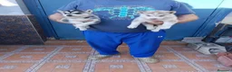 Husky Siberiano perros en venta: Husky siberiano - Anuncio 3