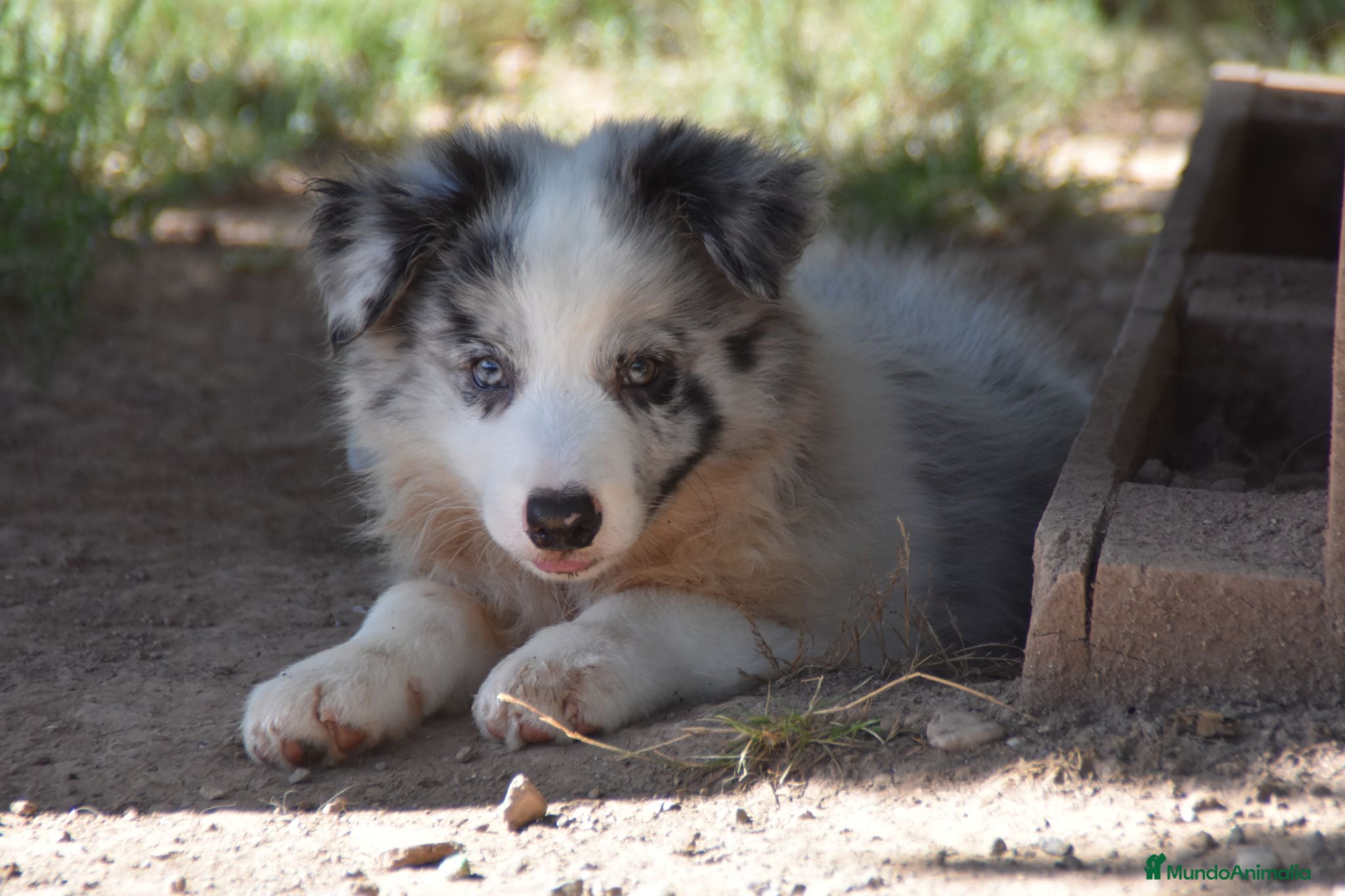 Border Collie perros Cachorros de Border Collie disponibles - Anuncio 1