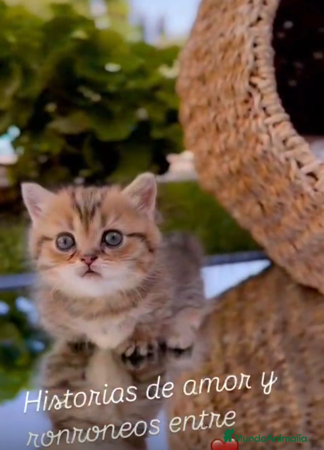 Scottish Fold gatos en venta: Gatitos British y Scottish Fold  - Imagen 5