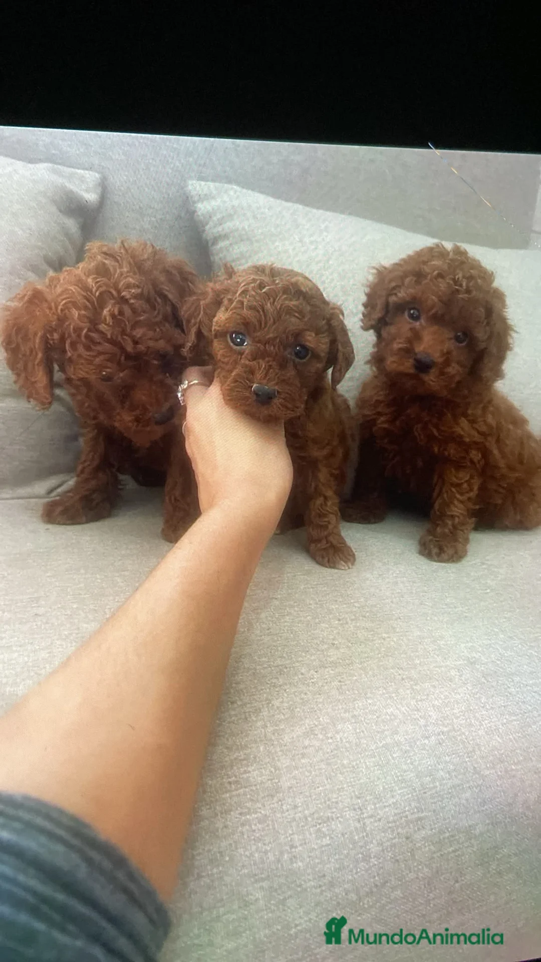 Caniche Toy perros en venta: Caniche Toy  - Anuncio 1