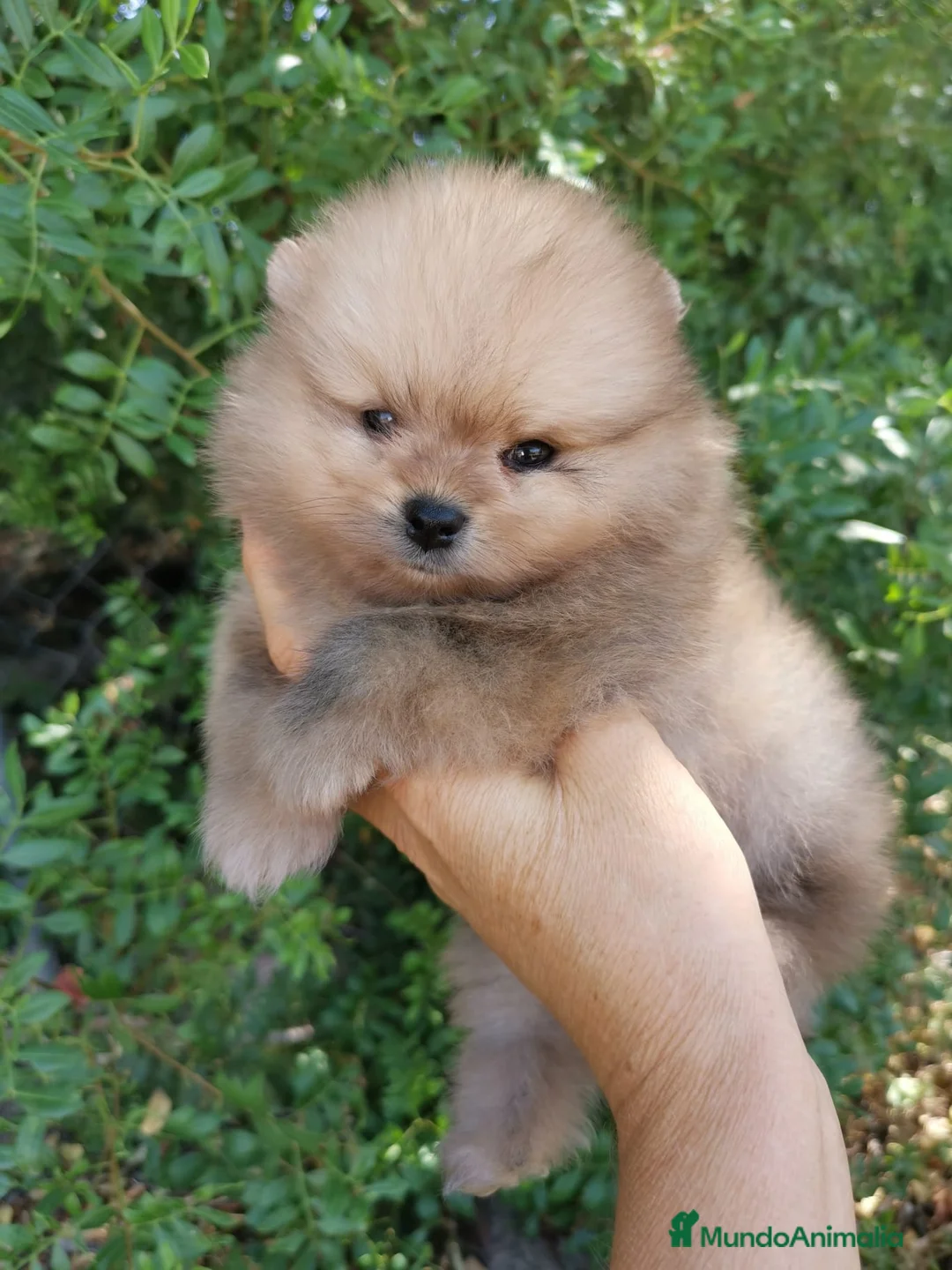 Pomerania perros en venta: Pomerania TOY de calidad  - Anuncio 2