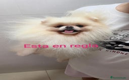 Pomerania perros en venta: Pomerania hembra de 3años  - Imagen 1