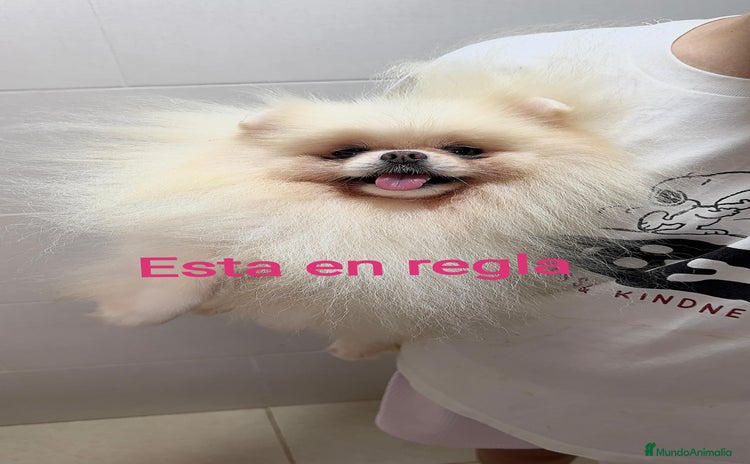 Pomerania perros - Anuncio 2
