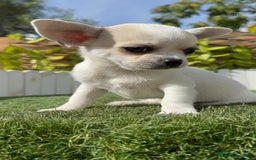 Chihuahua perros en venta: CHIHUAHUA MACHO - Imagen 21