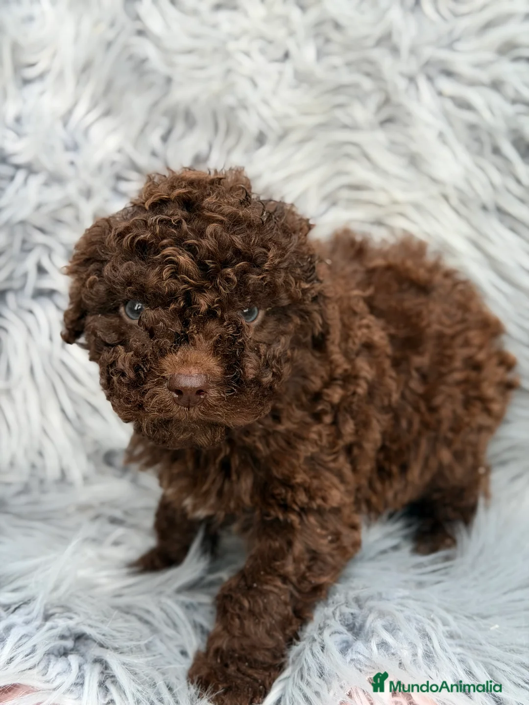 Perro de Agua Español perros en venta: Pdae chocolate  - Anuncio 1