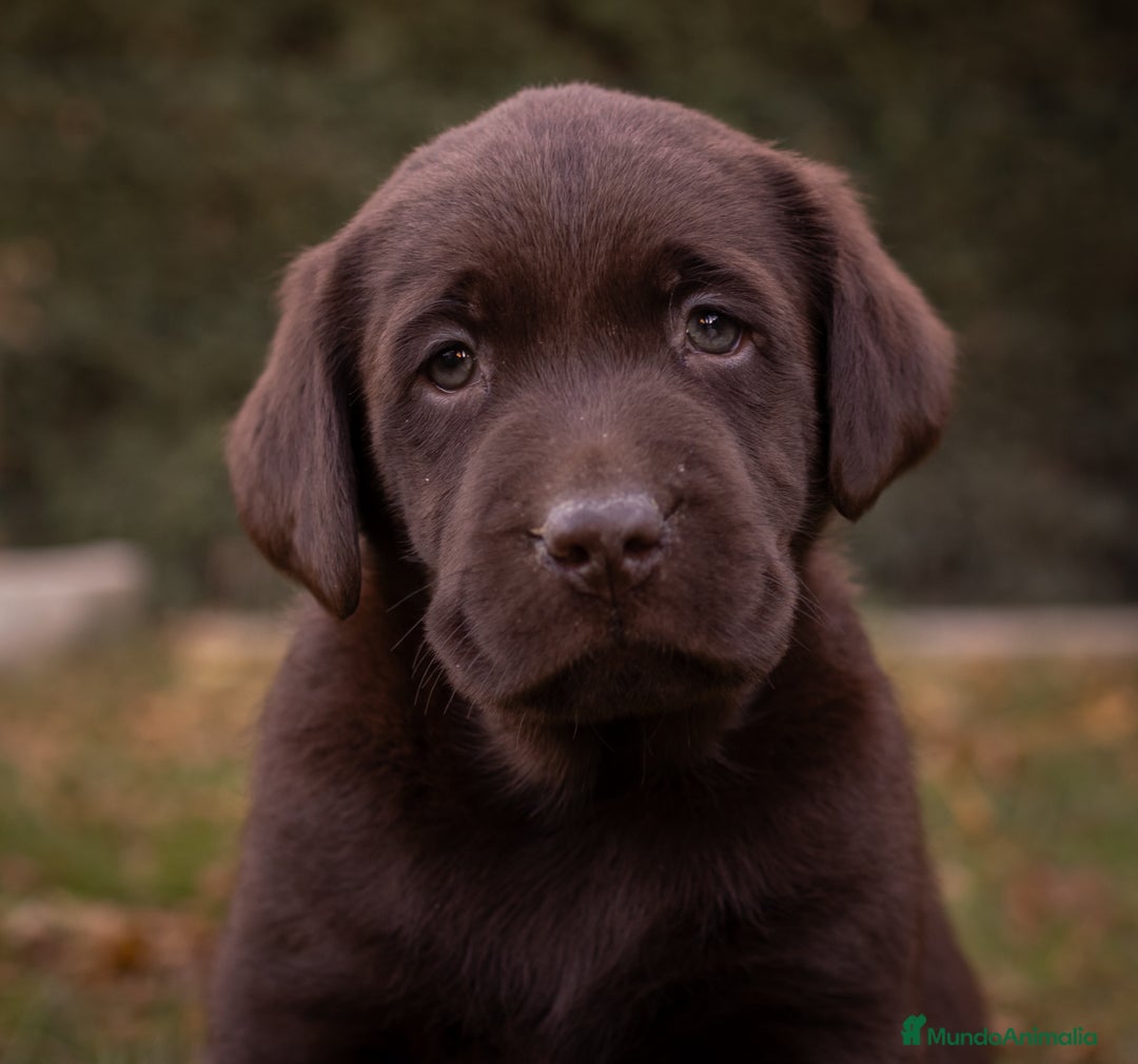 Labrador Retriever perros en venta: Camada labrador chocolate  - Imagen 3