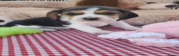 Beagle perros en venta: Bebés Beagles  - Anuncio 4
