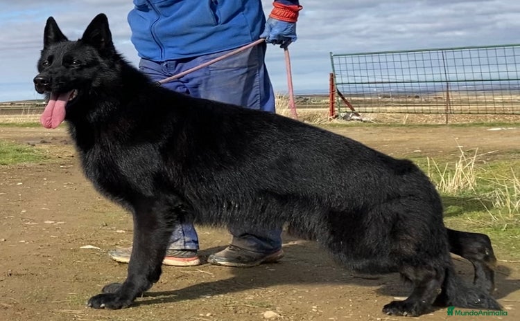 Pastor Alemán perros Camada de Pastor Alemán Negro Sólido  - Anuncio 1