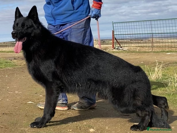 Pastor Alemán perros Camada de Pastor Alemán Negro Sólido - Anuncio 1