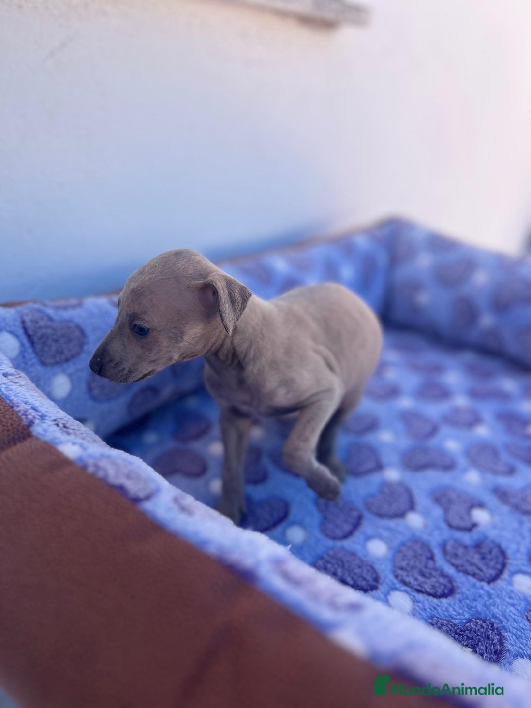 Whippet perros en venta: Whippet blue  - Imagen 29