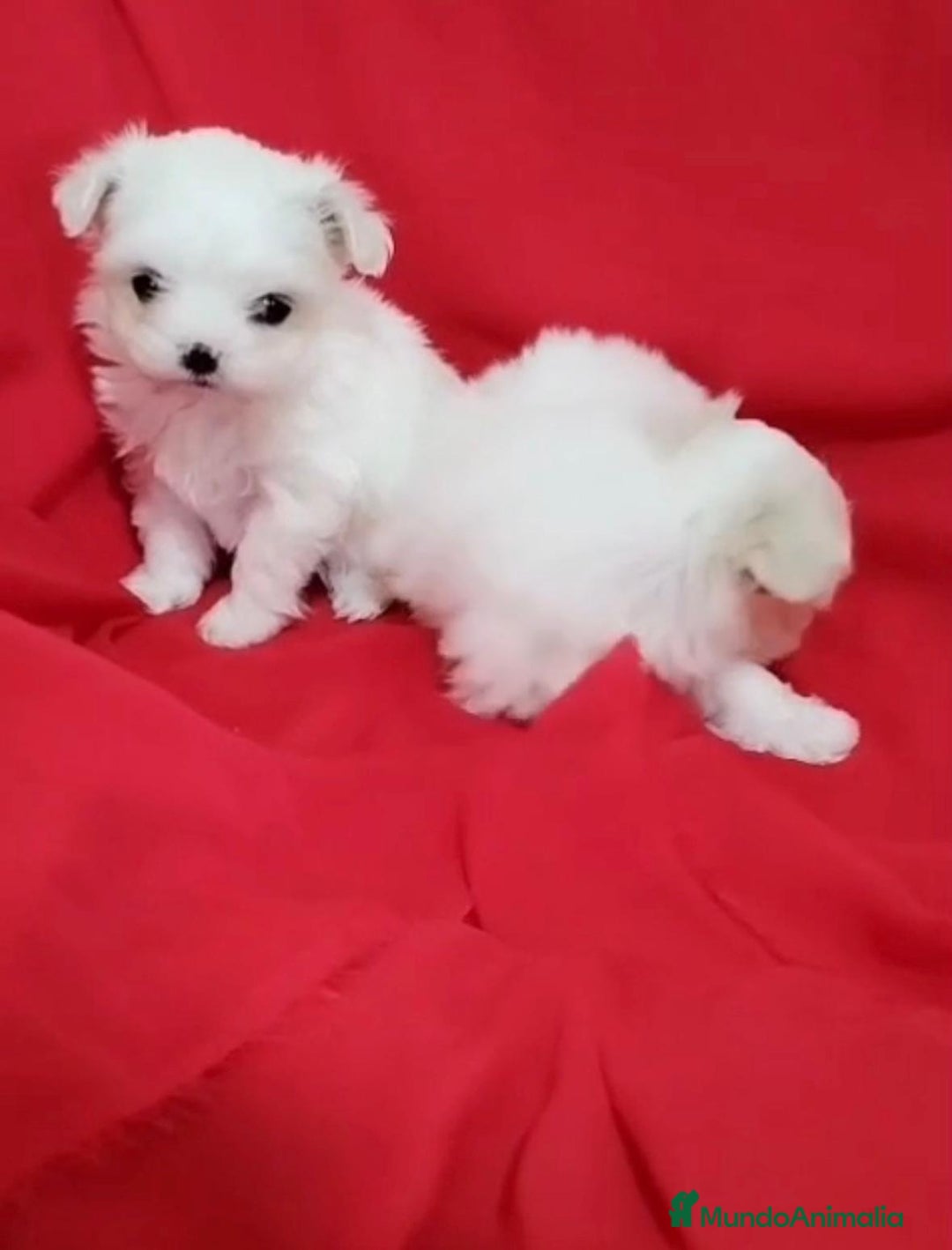 Bichón Maltés perros en venta: Bichon maltés toy coreanos - Imagen 2