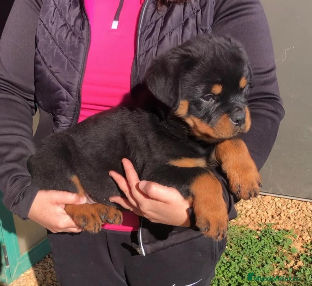 Rottweiler perros en venta: ROTTWEILER CACHORROS DISPONIBLES - Anuncio 2