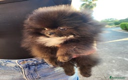 Pomerania perros en venta: Machito negro miniatura  - Imagen 2
