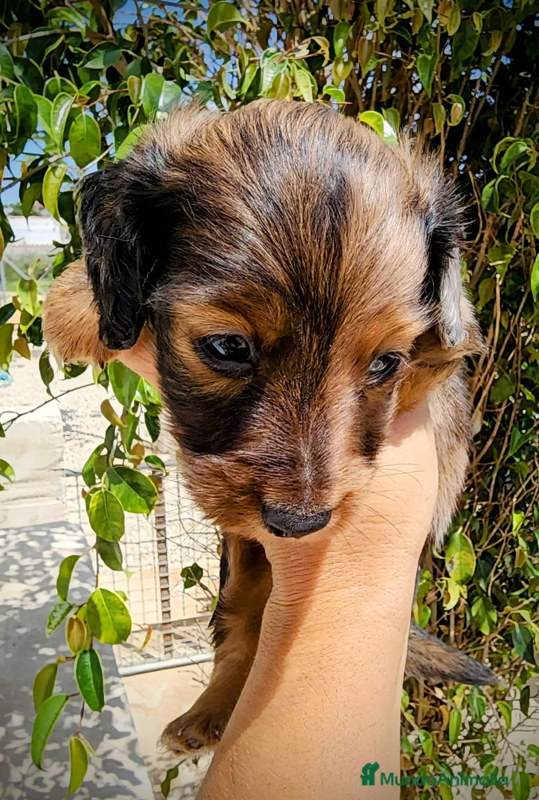 Teckel perros en venta: Teckel pelo largo  - Anuncio 2