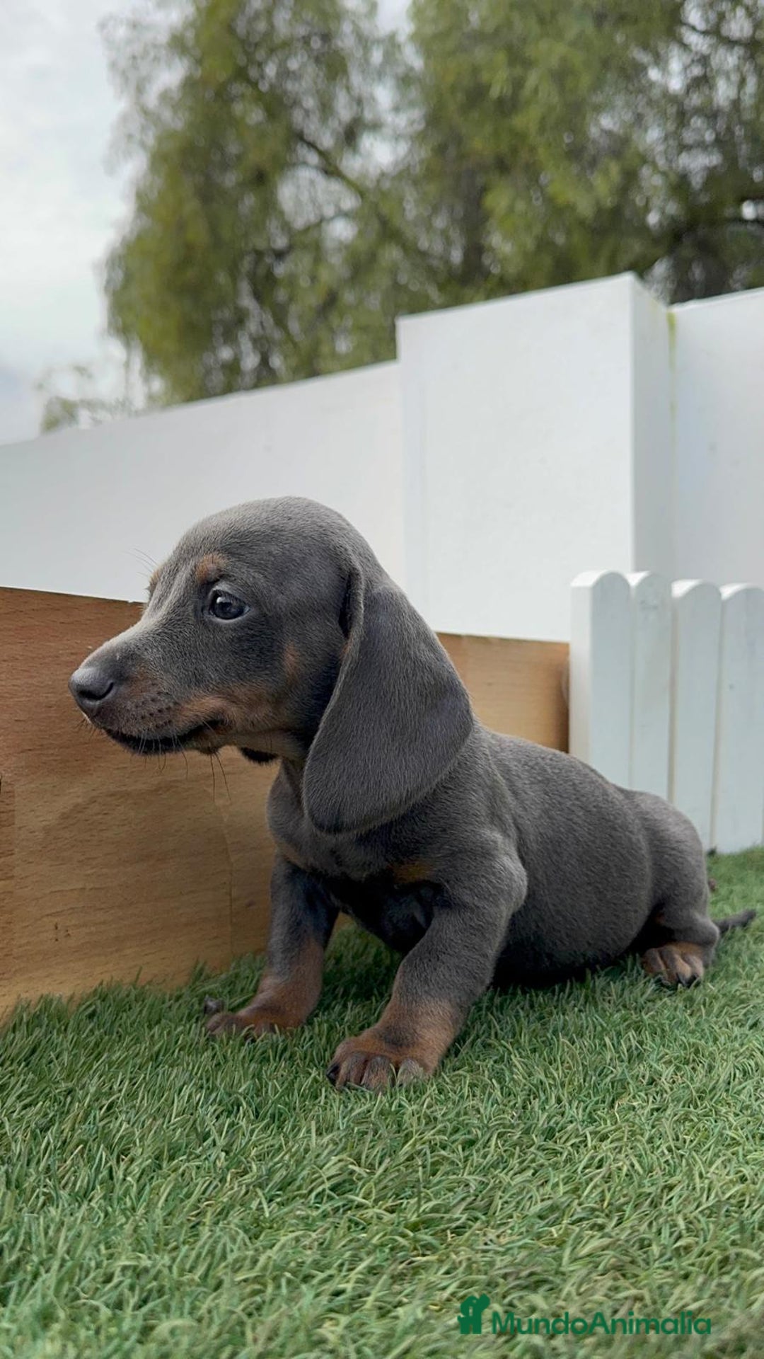 Teckel Miniatura perros en venta: TECKEL MINIATURA BLUE - Anuncio 10