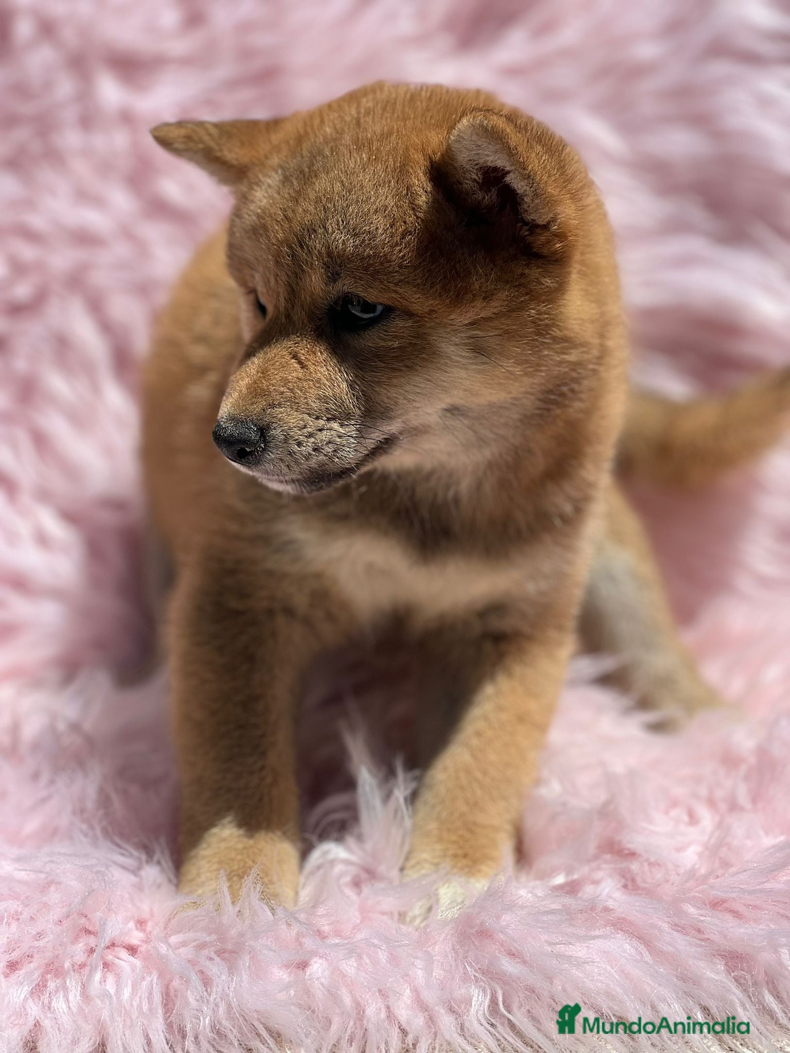 Shiba Inu perros Shiba inu en Barcelona - Anuncio 22