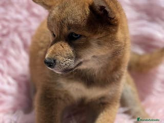 Shiba Inu perros Shiba inu en Barcelona - Anuncio 37