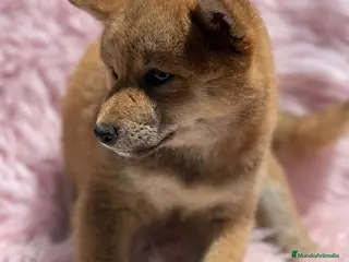 Shiba Inu perros Shiba inu en Barcelona - Anuncio 26