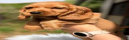 Cocker Spaniel Inglés perros en venta: COCKER SPANIEL INGLES DORADO  - Anuncio 4