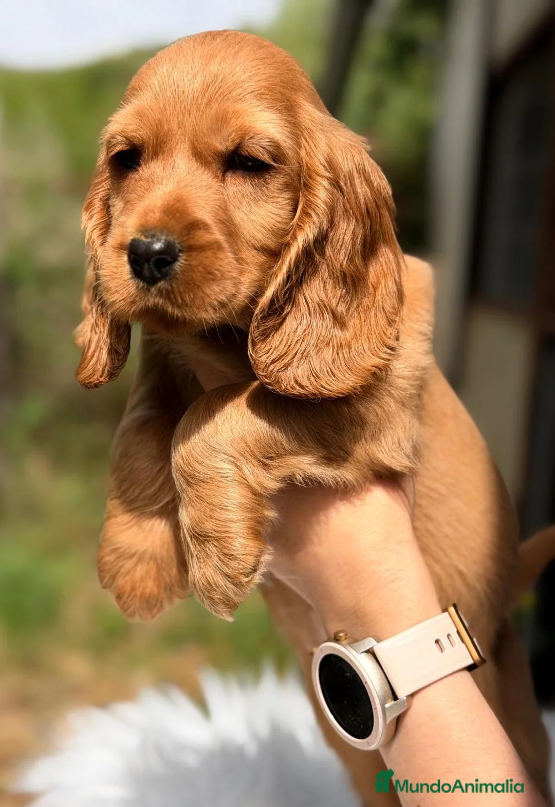 Cocker Spaniel Inglés perros en venta: COCKER SPANIEL INGLES DORADO  - Anuncio 4