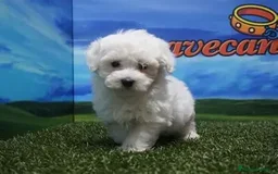 Bichón Maltés perros en venta: 🐶 Cachorros Bichón Maltés – Entrega inmediata 🐶 - Imagen 1
