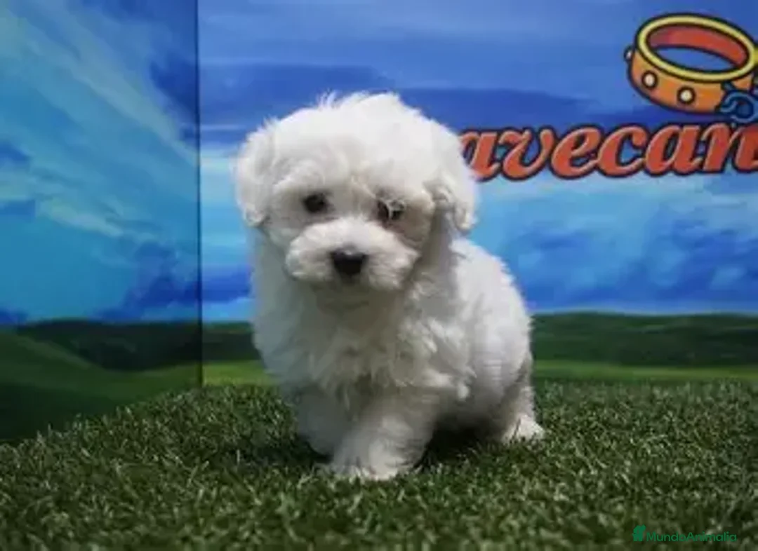 Bichón Maltés perros en venta: 🐶 Cachorros Bichón Maltés – Entrega inmediata 🐶 - Imagen 1
