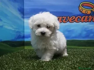 Bichón Maltés perros - Anuncio 21