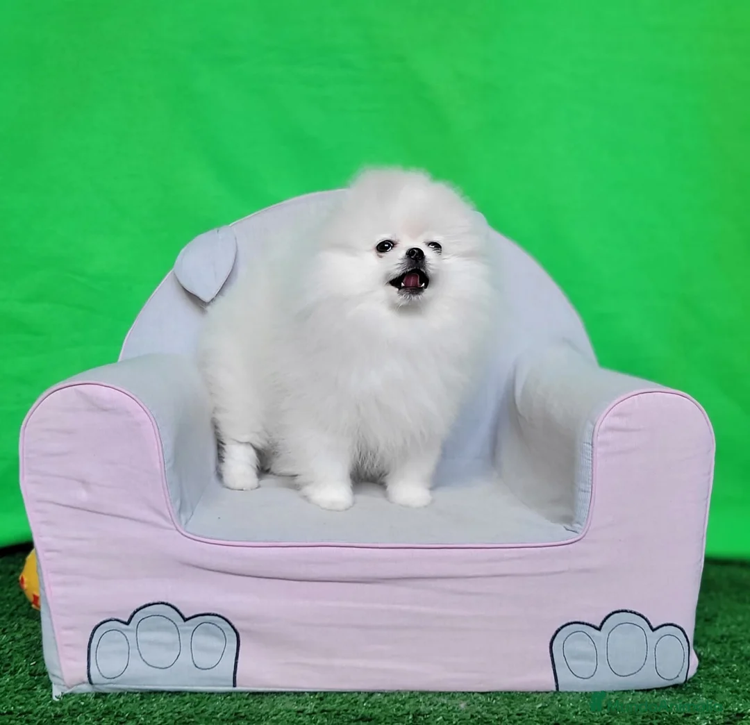 Pomerania perros en venta: Pomerania  - Anuncio 2