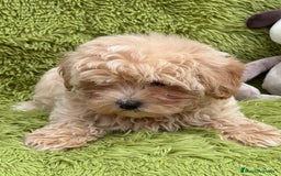 Maltipoo perros en venta: MALTIPOO TOY DISPONIBLES - Imagen 9