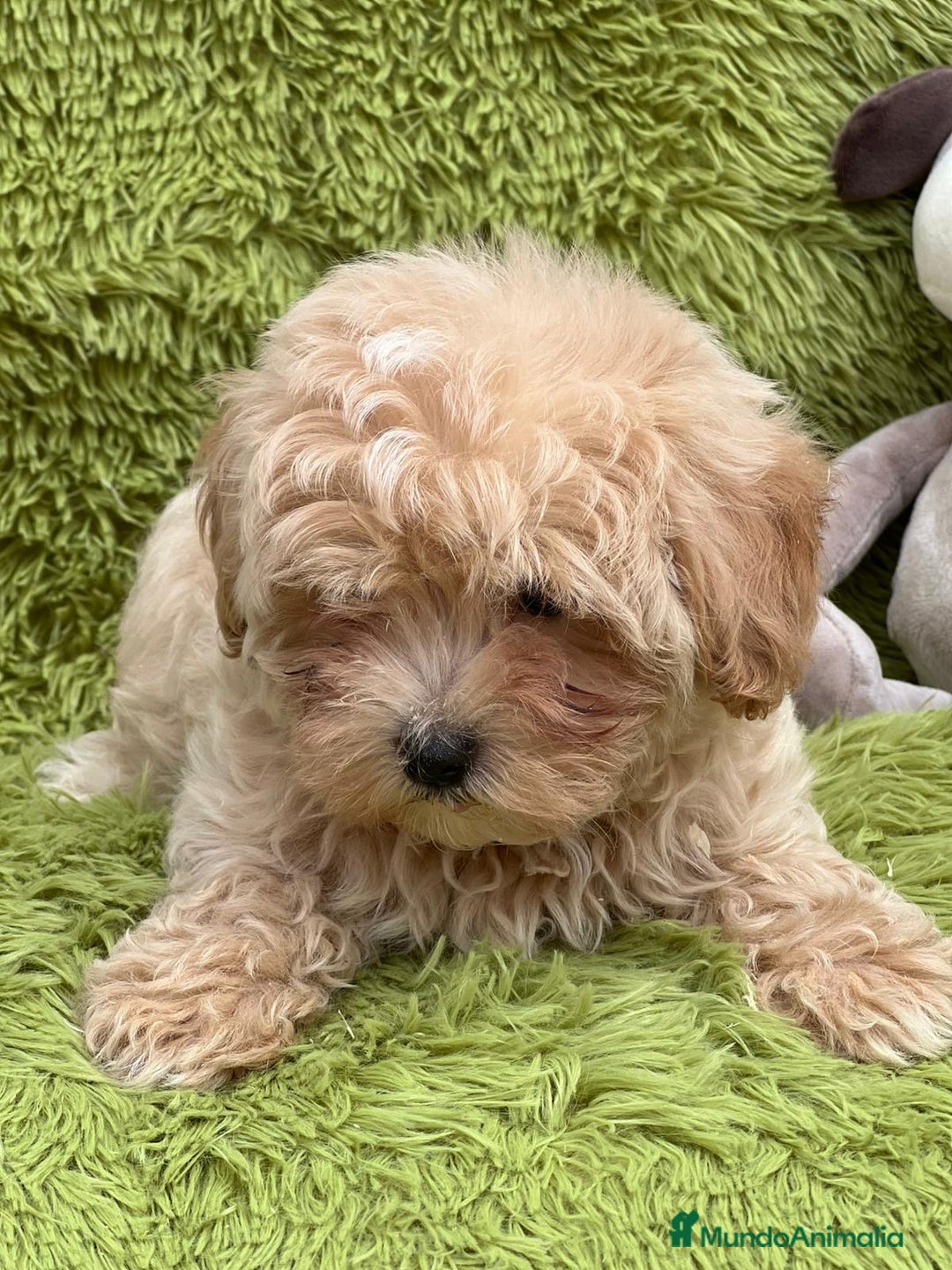 Maltipoo perros en venta: MALTIPOO TOY DISPONIBLES - Imagen 9