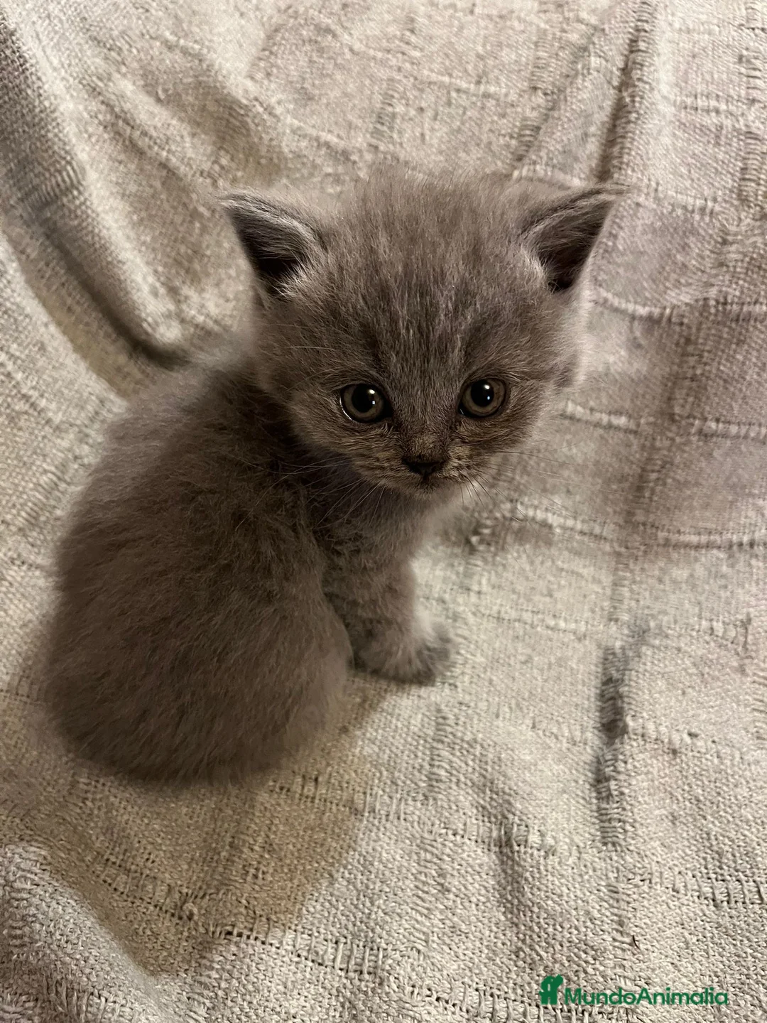 Británico de Pelo Corto gatos en venta: Gatitos British shorthair - Anuncio 2