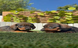 Teckel Miniatura perros en venta: TECKEL MINIATURA - Imagen 19