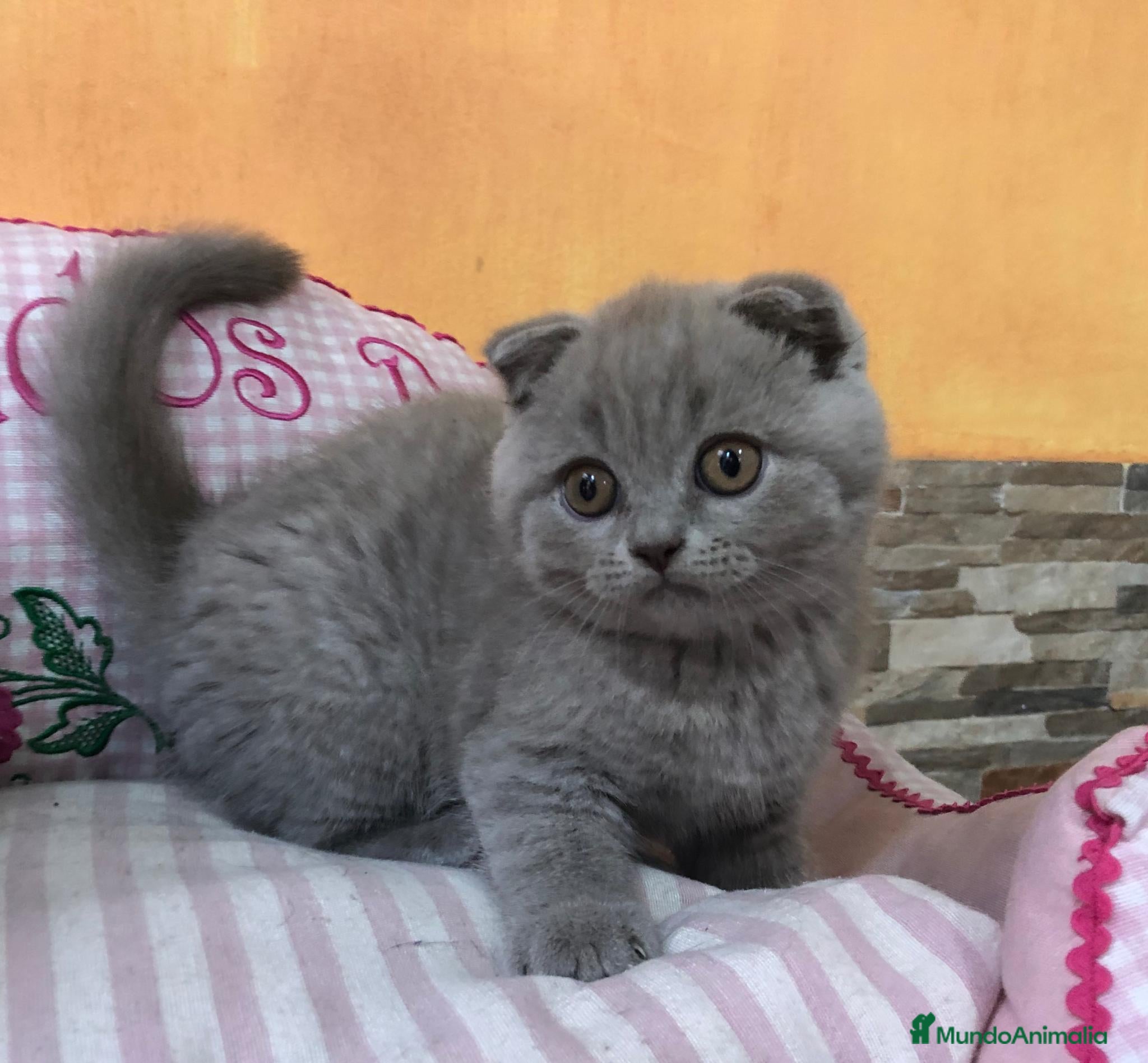 Scottish Fold gatos Scottish fold - Anuncio 5