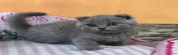 Scottish Fold gatos en venta: Scottish fold - Anuncio 1