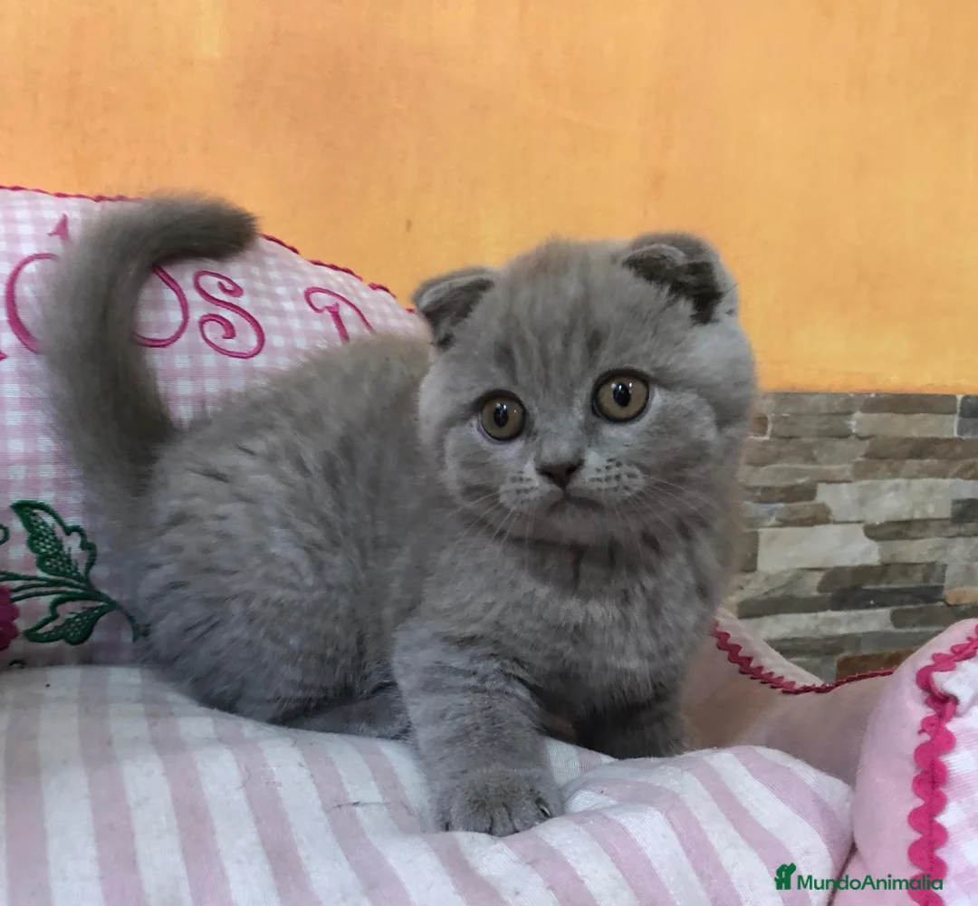 Scottish Fold gatos en venta: Scottish fold - Anuncio 1