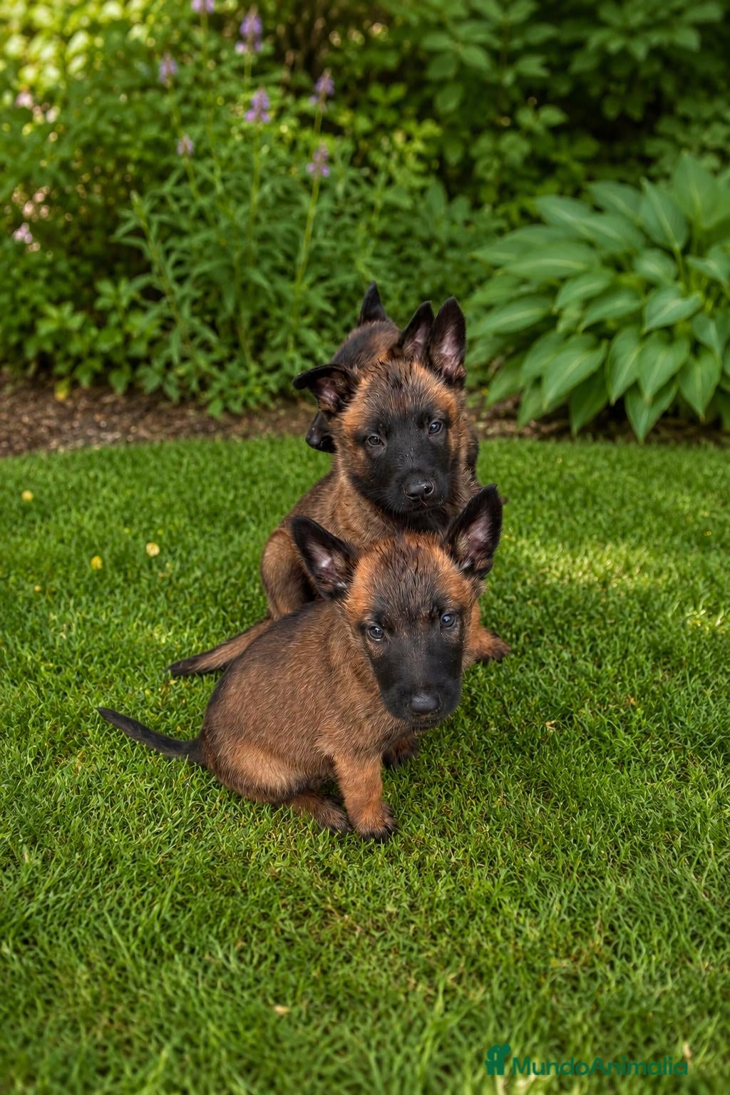 Pastor Belga Malinois perros PASTOR BELGA MALINOIS - Anuncio 21