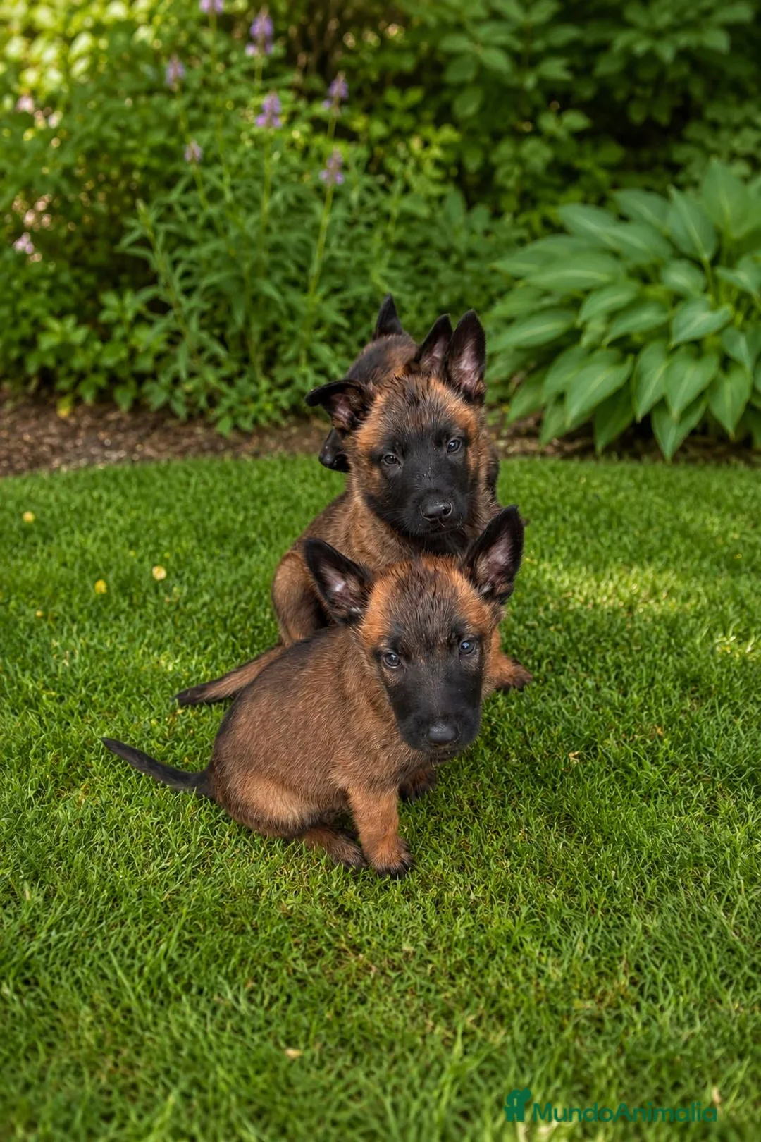 Pastor Belga Malinois perros en venta: PASTOR BELGA MALINOIS - Anuncio 1