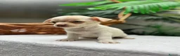 Chihuahua perros en venta: CHIHUAHUA-MACHO - Anuncio 16