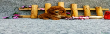 Caniche Toy Cachorro 9