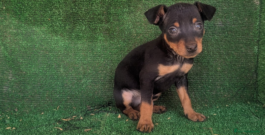 Pinscher Miniatura perros en venta: Se vende camada de mini pinche toy  - Anuncio 2