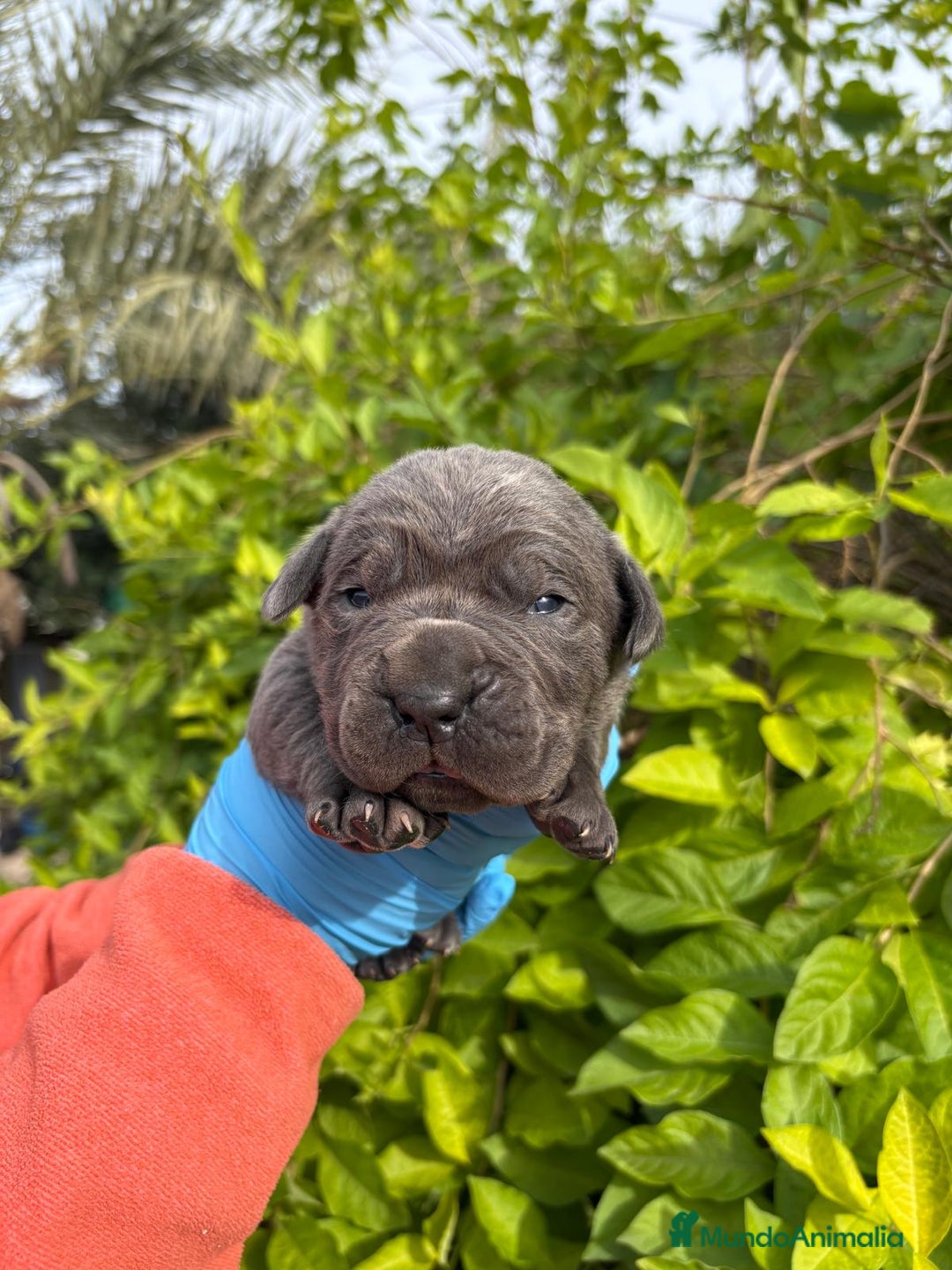 Cane Corso perros en venta: Cane Corso - Anuncio 4