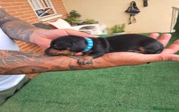 Teckel Miniatura perros en venta: Teckel Miniatura  - Imagen 23