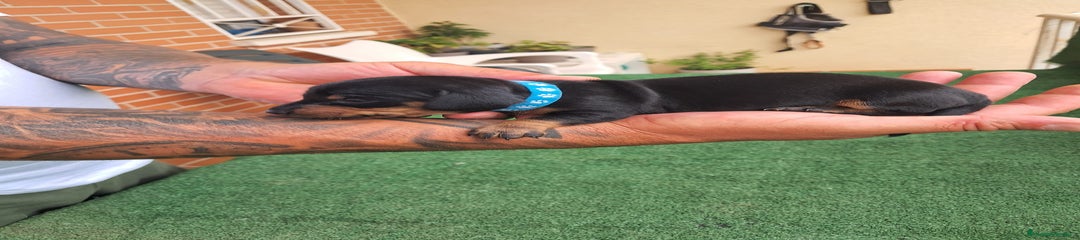 Teckel Miniatura Cachorro 3