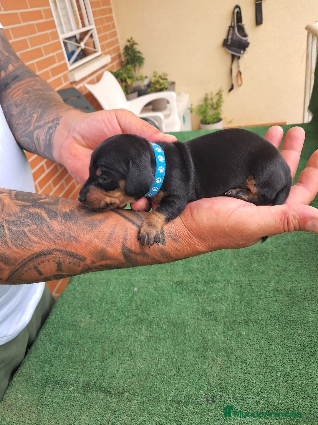Teckel Miniatura perros en venta: Teckel Miniatura  - Imagen 23