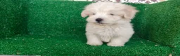 Bichón Maltés perros en venta: Bichón maltés  - Anuncio 12