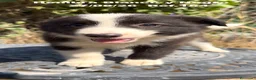 Border Collie perros en venta: BORDER COLLIE DE VILLA BIZNAGA - Anuncio 4