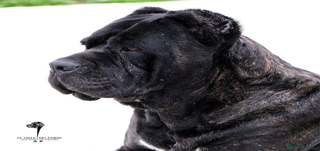 Imagen de galería {{count}}